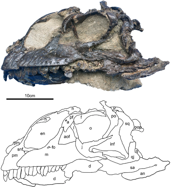 Plik:Jinchuanloong skull.webp