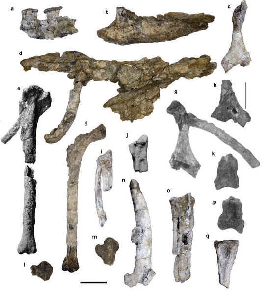 Plik:Antarcticavis holotype.png