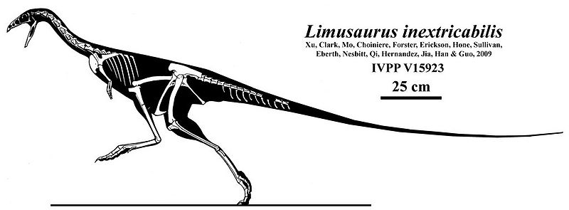 Plik:Limusaurus2.jpg