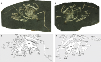 Aviraptor holotype.webp