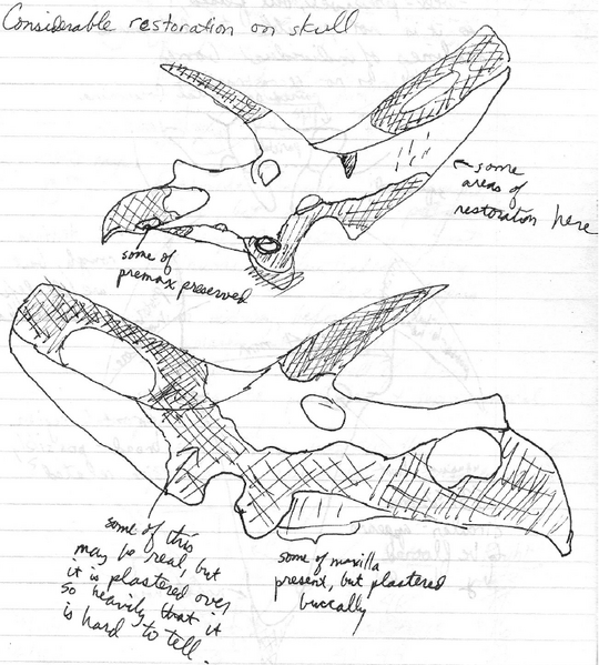 Plik:Torosaurus YPM 1830 Farke 2012.PNG