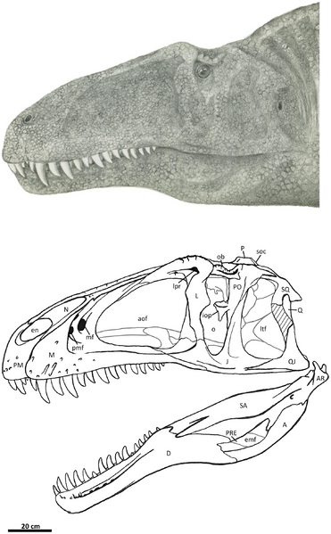Plik:Acrocanthosaurus atokensis Eddy i Clarke, 2011.png