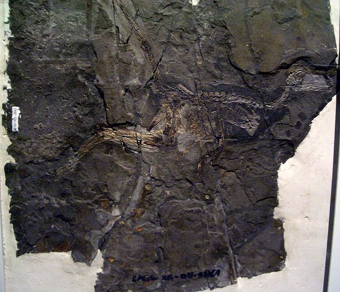 Plik:Jinfengopteryx2.JPG