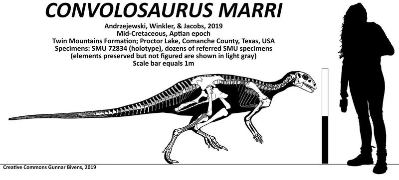 Plik:Convolosaurus marri skeletal by bricksmashtv.jpg