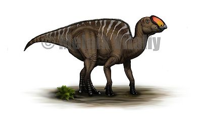 Latirhinus uitstlani by malvit.jpg