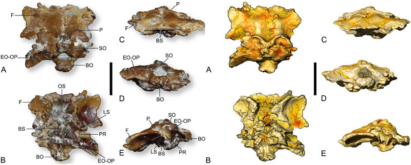 Plik:Ampelosaurus braincase.png