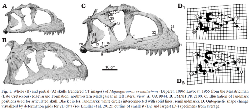 Plik:Majungasaurus ontog. Ratsimbaholison et al. 2016.1.PNG