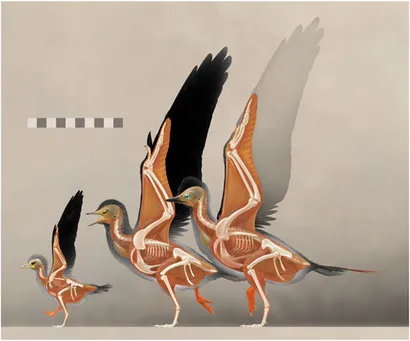 Plik:Archaeorhynchus ontogeny.webp