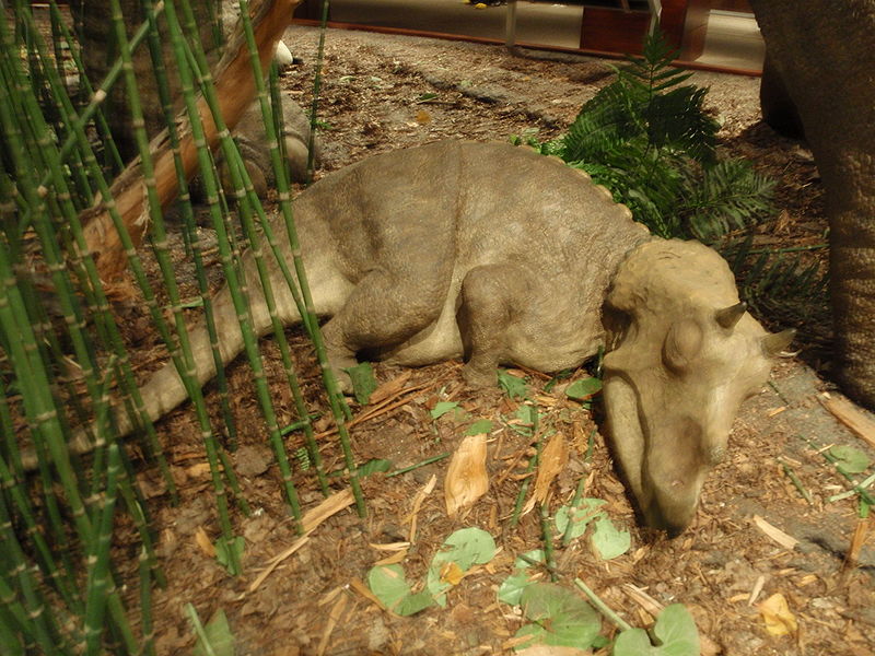 Plik:Triceratops mlody model.jpg